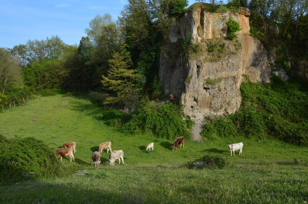 Fattoria Lucciano Villa Borghetto  Exteriör bild