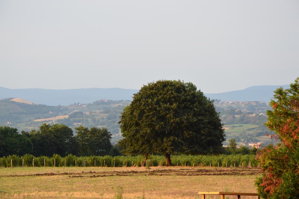Fattoria Lucciano Villa Borghetto  Rum bild