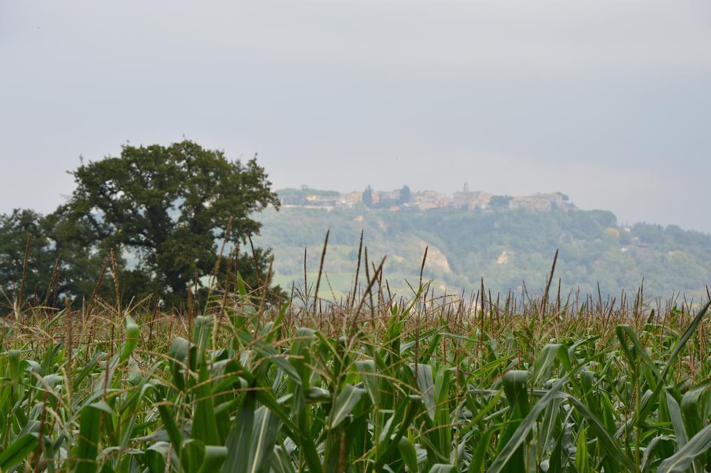 Fattoria Lucciano Villa Borghetto  Exteriör bild