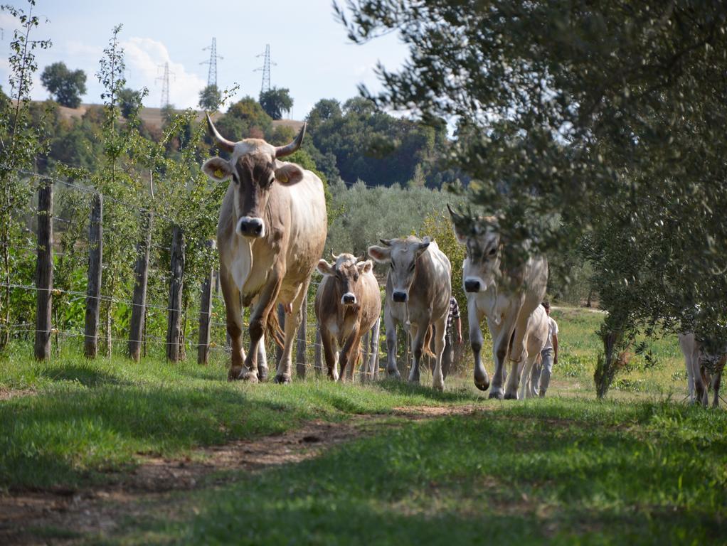 Fattoria Lucciano Villa Borghetto  Exteriör bild